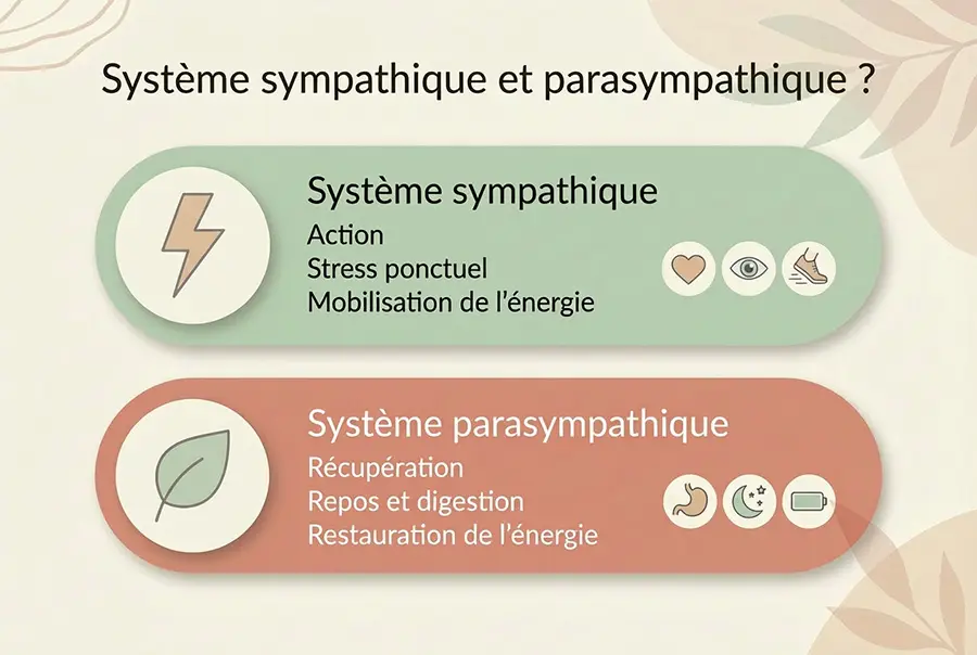 Infographie comparant le système sympathique (action) et le système parasympathique (récupération)